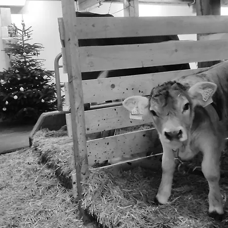 公寓 Wiglhof 珍巴赫