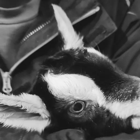 Apartamento Wiglhof *