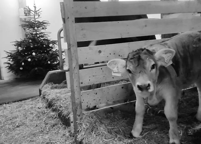 公寓 Wiglhof 珍巴赫